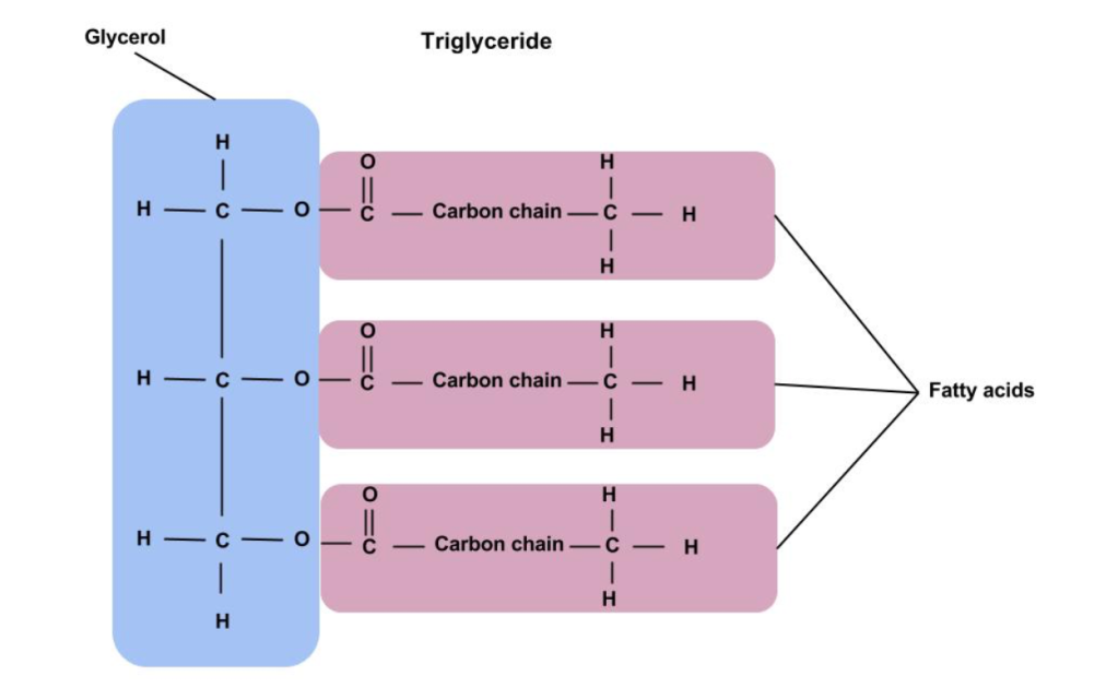 Triglycéride