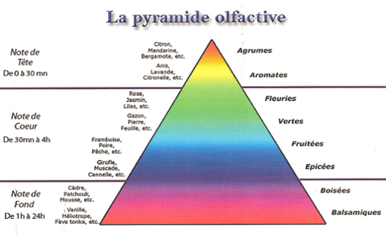 Pyramide olfactive